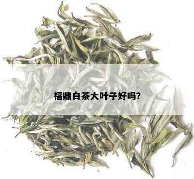 福鼎白茶大叶子好吗？