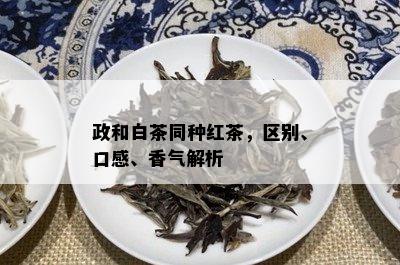政和白茶同种红茶，区别、口感、香气解析