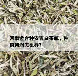 河南适合种安吉白茶嘛，种植利润怎么样？