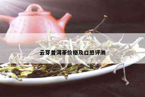 云芽普洱茶价格及口感评测