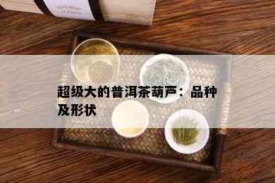 超级大的普洱茶葫芦：品种及形状