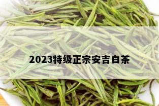 2023特级正宗安吉白茶