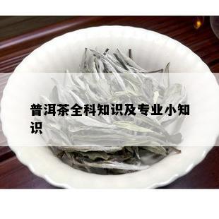 普洱茶全科知识及专业小知识