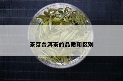 茶芽普洱茶的品质和区别