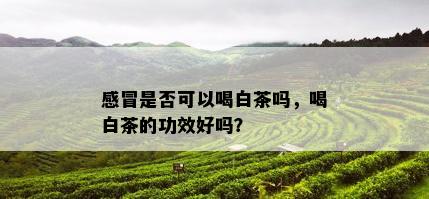 感冒是否可以喝白茶吗，喝白茶的功效好吗？