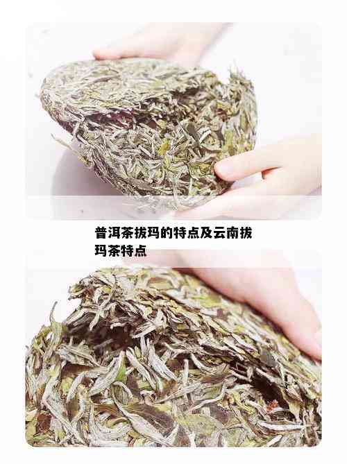 普洱茶拔玛的特点及云南拔玛茶特点