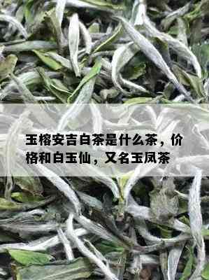 玉榕安吉白茶是什么茶，价格和白玉仙，又名玉凤茶