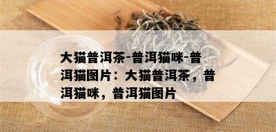 大猫普洱茶-普洱猫咪-普洱猫图片：大猫普洱茶，普洱猫咪，普洱猫图片