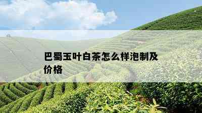 巴蜀玉叶白茶怎么样泡制及价格