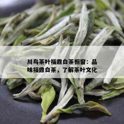 川鸟茶叶福鼎白茶橱窗：品味福鼎白茶，了解茶叶文化