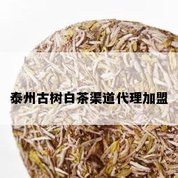 泰州古树白茶渠道代理加盟