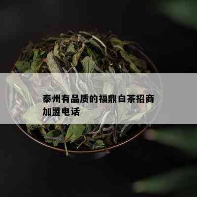 泰州有品质的福鼎白茶招商加盟电话