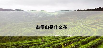 南儒山是什么茶
