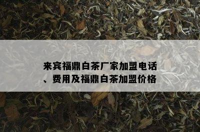 来宾福鼎白茶厂家加盟电话、费用及福鼎白茶加盟价格