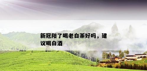 新冠阳了喝老白茶好吗，建议喝白