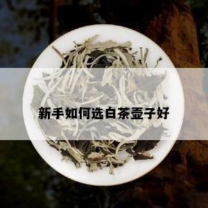 新手如何选白茶壶子好