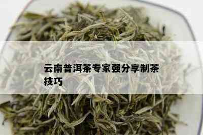 云南普洱茶专家强分享制茶技巧