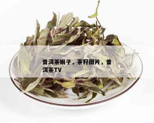 普洱茶娟子，茶籽图片，普洱茶TV