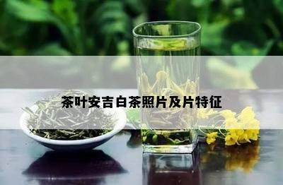 茶叶安吉白茶照片及片特征