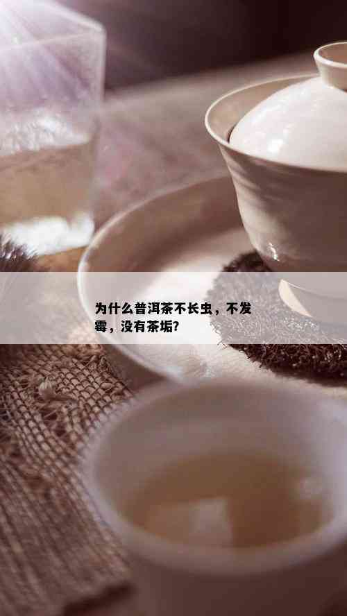 为什么普洱茶不长虫，不发霉，没有茶垢？