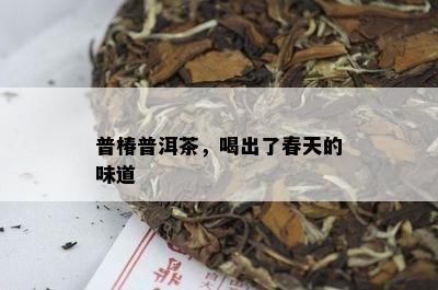 普椿普洱茶，喝出了春天的味道