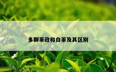 多聊茶政和白茶及其区别