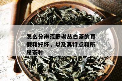怎么分辨荒野老丛白茶的真假和好坏，以及其特点和所属茶种