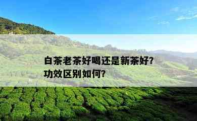 白茶老茶好喝还是新茶好？功效区别如何？