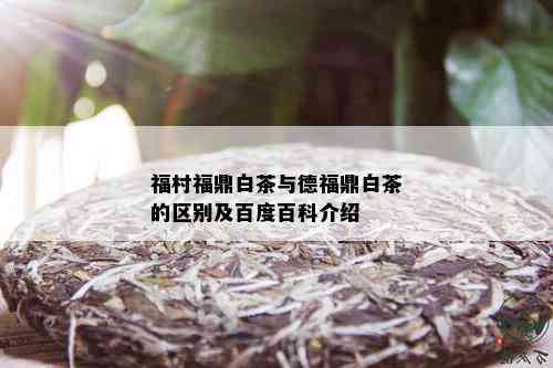 福村福鼎白茶与德福鼎白茶的区别及百度百科介绍