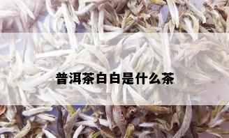 普洱茶白白是什么茶