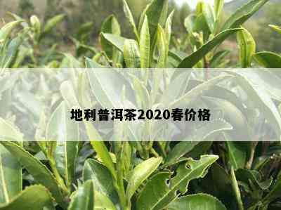 地利普洱茶2020春价格