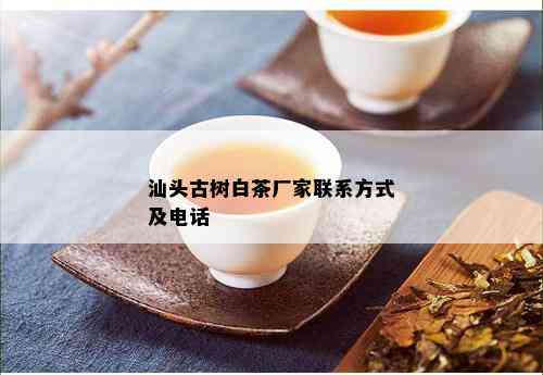 汕头古树白茶厂家联系方式及电话