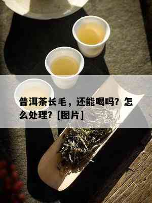 普洱茶长毛，还能喝吗？怎么处理？[图片]