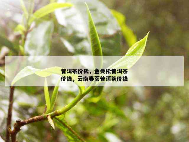 普洱茶价钱，金曼松普洱茶价钱，云南春茗普洱茶价钱