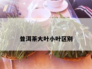 普洱茶大叶小叶区别