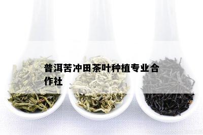 普洱苦冲田茶叶种植专业合作社