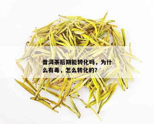 普洱茶后期能转化吗，为什么有，怎么转化的？