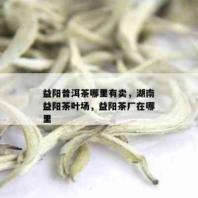 益阳普洱茶哪里有卖，湖南益阳茶叶场，益阳茶厂在哪里