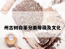 州古树白茶分类等级及文化