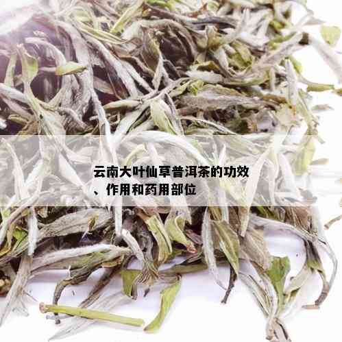 云南大叶仙草普洱茶的功效、作用和用部位