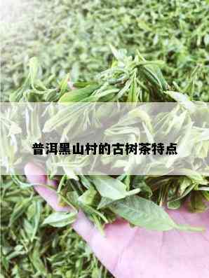 普洱黑山村的古树茶特点