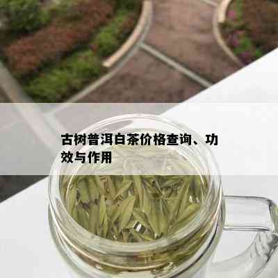 古树普洱白茶价格查询、功效与作用