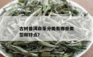 古树普洱白茶分类有哪些类型和特点？