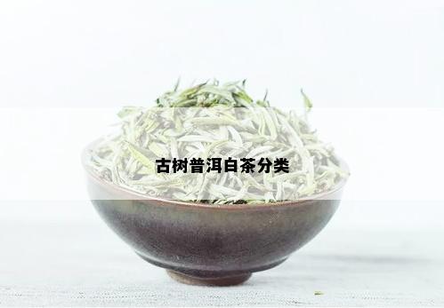 古树普洱白茶分类