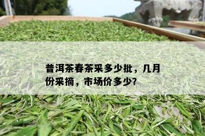 普洱茶春茶采多少批，几月份采摘，市场价多少？