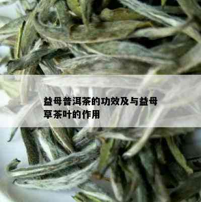 益母普洱茶的功效及与益母草茶叶的作用