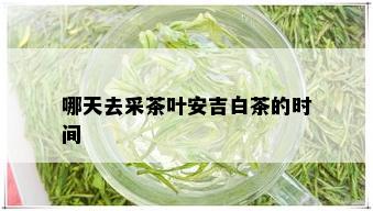 哪天去采茶叶安吉白茶的时间