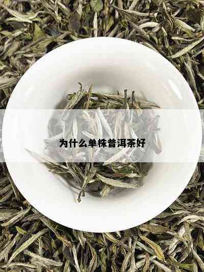 为什么单株普洱茶好