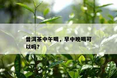 普洱茶中午喝，早中晚喝可以吗?