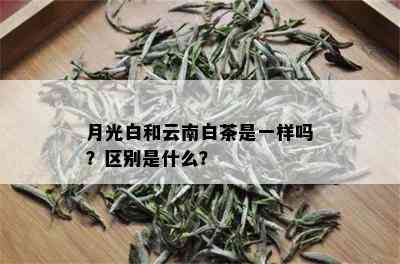 月光白和云南白茶是一样吗？区别是什么？